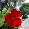 leslie_4966